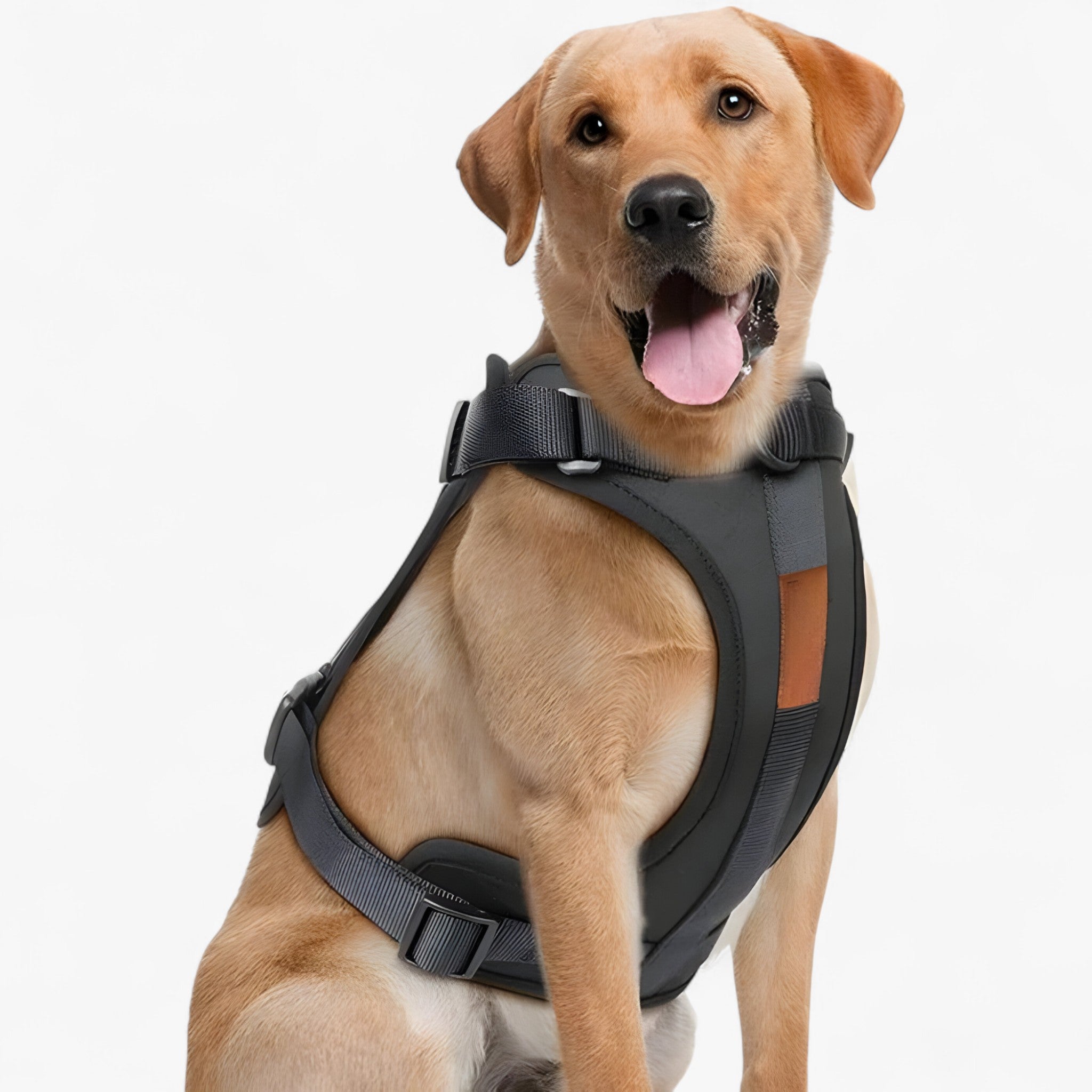 Set imbracatura da passeggio (include cintura e porta sacchetti per escrementi) - Nero - cintura dog harness dog leashes escrementi imbracatura imbracatura passeggio include passeggio pets & supplies porta - Concept Palermo