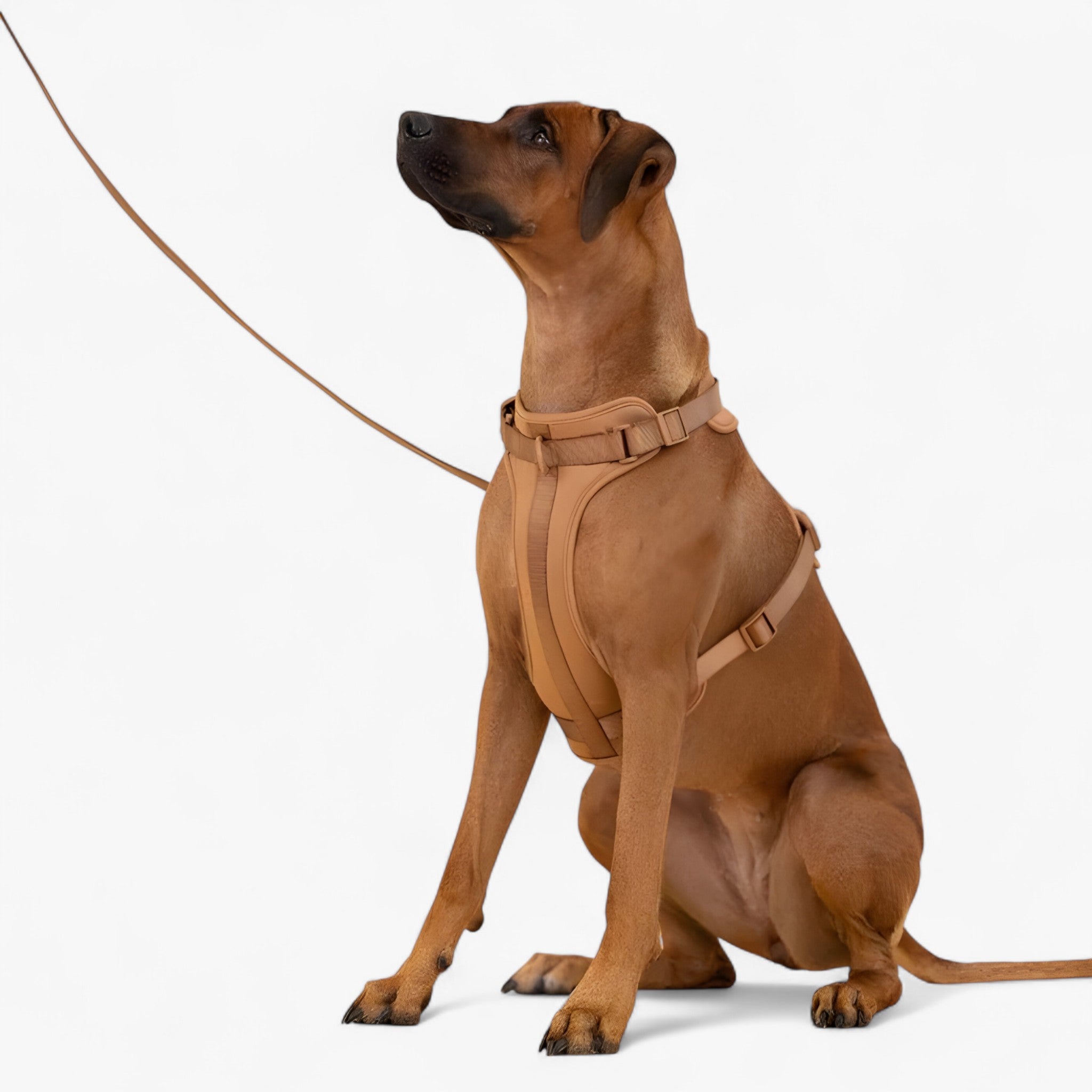 Set imbracatura da passeggio (include cintura e porta sacchetti per escrementi) - - cintura dog harness dog leashes escrementi imbracatura imbracatura passeggio include passeggio pets & supplies porta - Concept Palermo