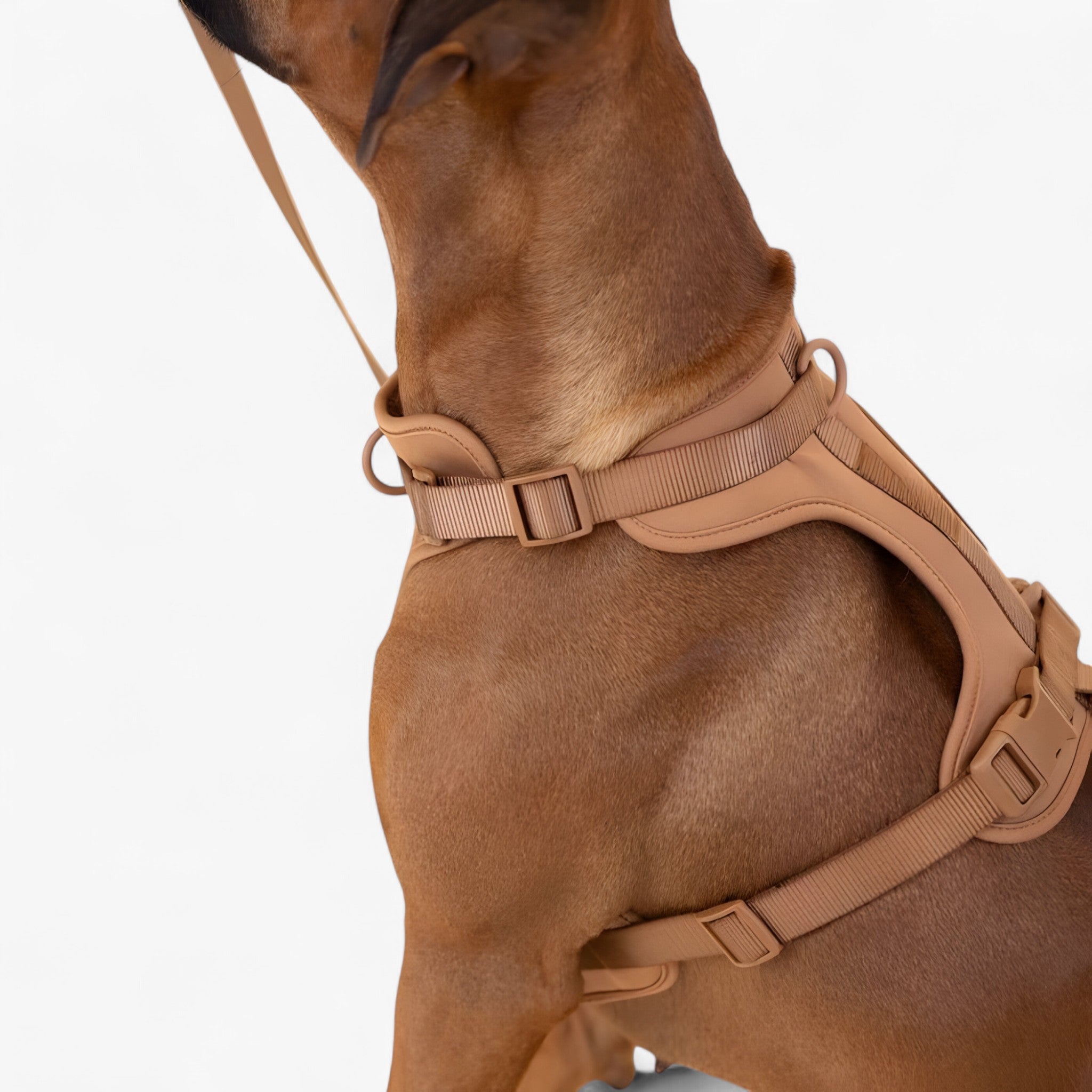Set imbracatura da passeggio (include cintura e porta sacchetti per escrementi) - - cintura dog harness dog leashes escrementi imbracatura imbracatura passeggio include passeggio pets & supplies porta - Concept Palermo