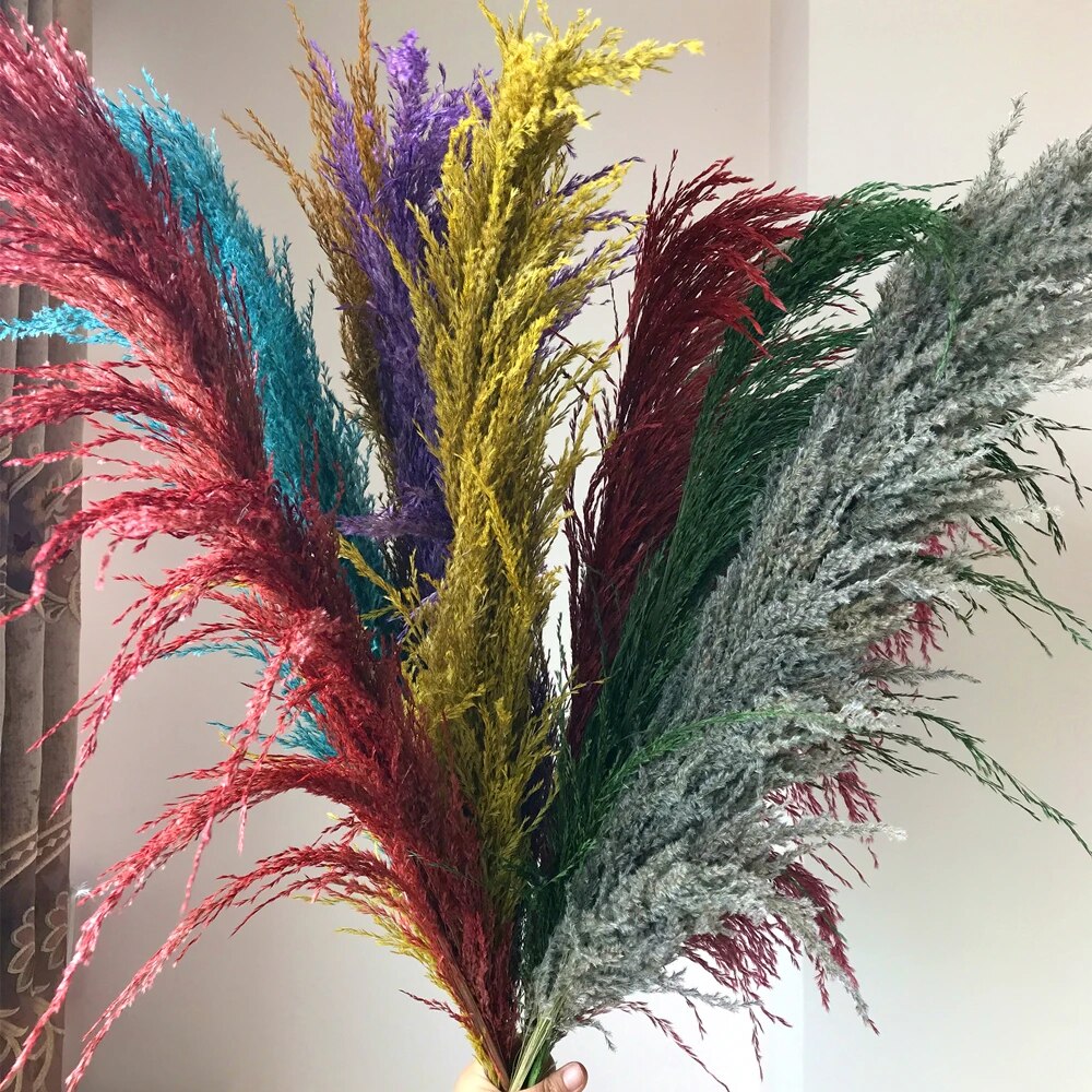 FeatherFawn - Fiori di Pampa Essiccati Naturali Beige 60cm per Decorazioni Casa e Matrimoni - Multicolore - Decor essiccati featherfawn fiori home home & garden home decor pampa - Concept Palermo
