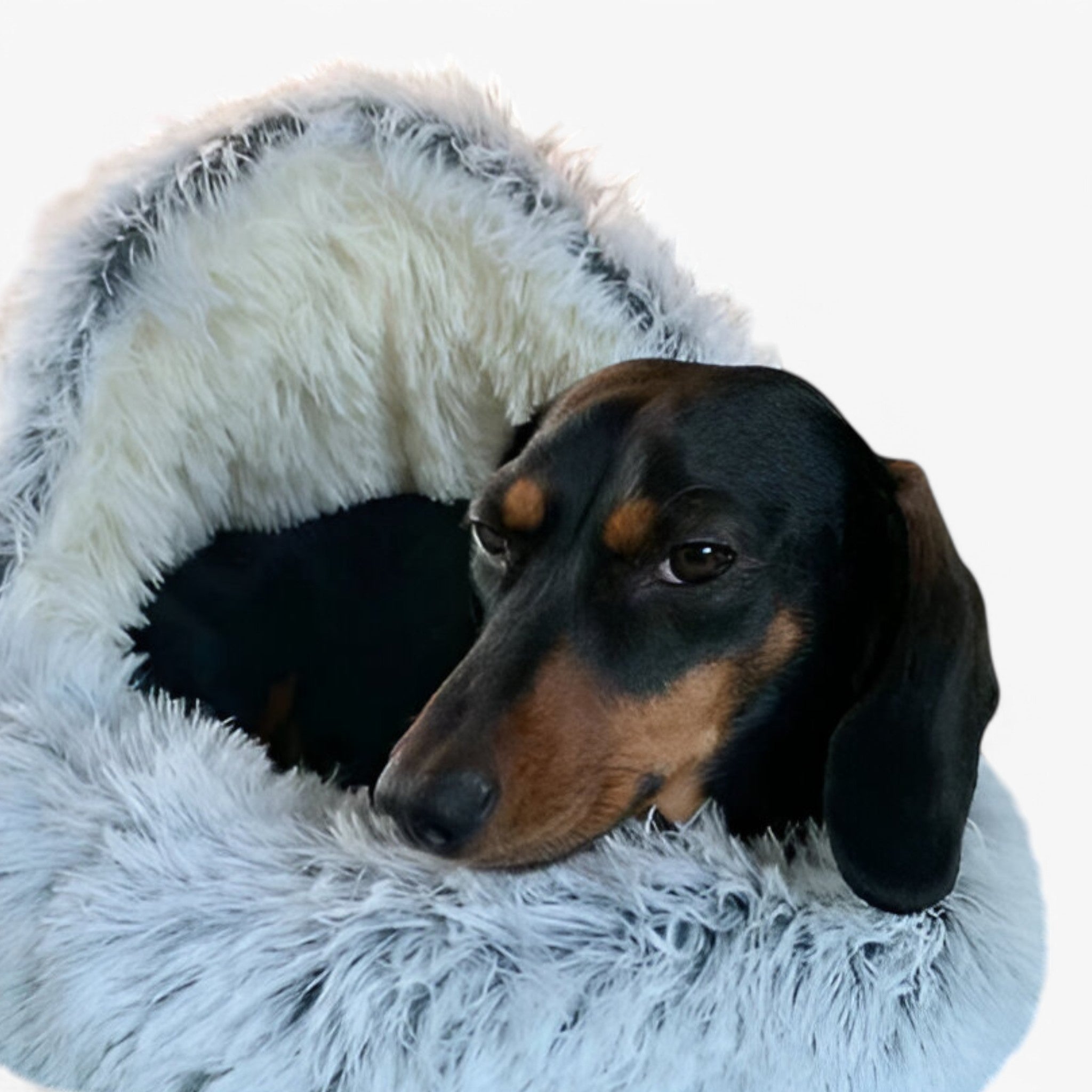 Letto per animali domestici Uomo - - animali domestici letto letto animali Old (Google) old_google pets & supplies uomo - Concept Palermo