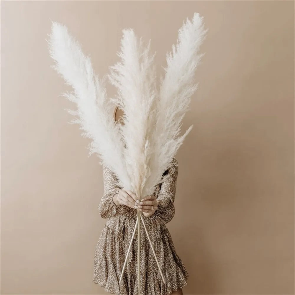 FeatherFawn - Fiori di Pampa Essiccati Naturali Beige 60cm per Decorazioni Casa e Matrimoni - - Decor essiccati featherfawn fiori home home & garden home decor pampa - Concept Palermo