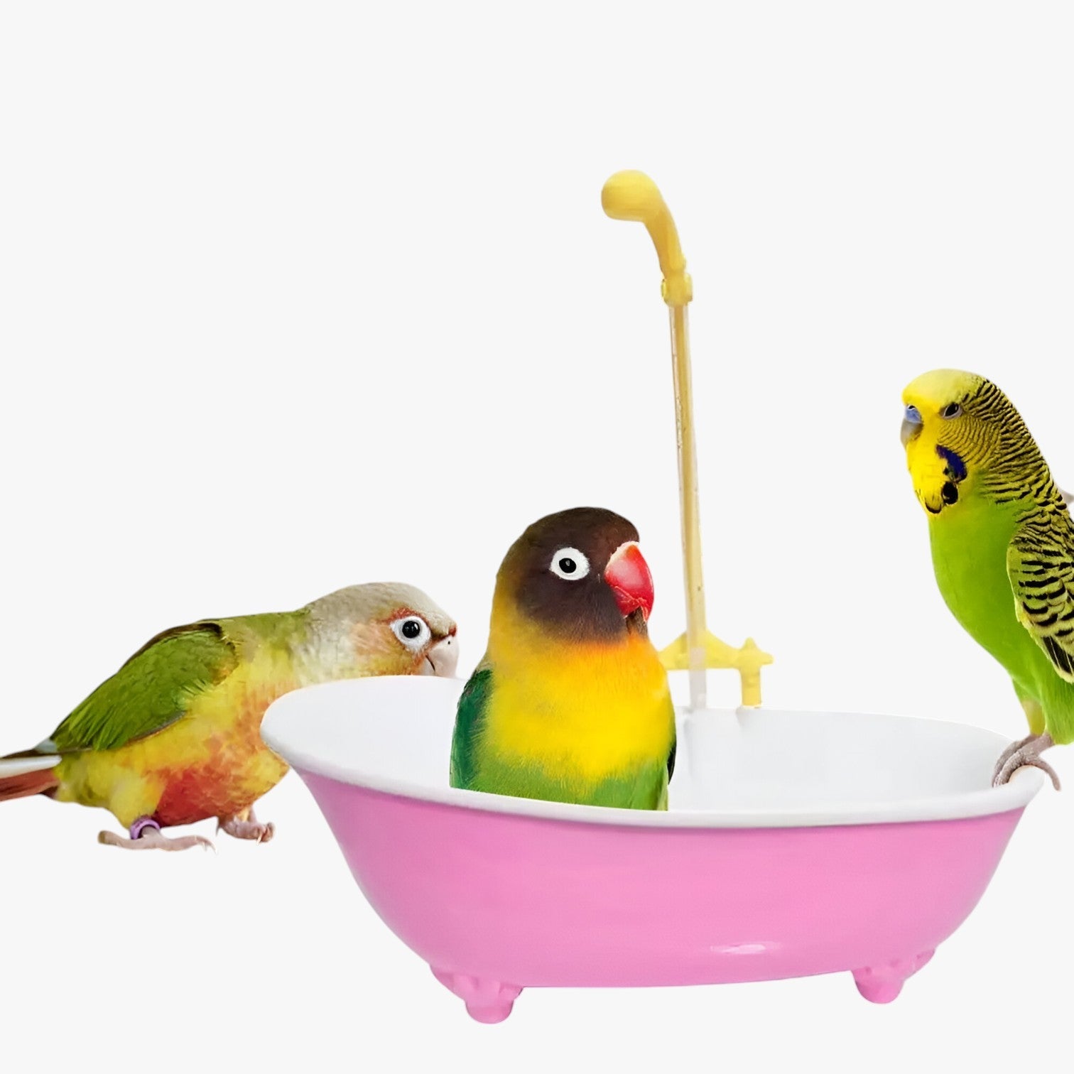 Vasca per uccelli slim e automatica – Fresca, giocosa e senza preoccupazioni per la pulizia - - automatica bird bird bath birdproduct fresca giocosa pet PET SUPPLIES pets & supplies preoccupazioni pulizia slim uccelli - Concept Palermo