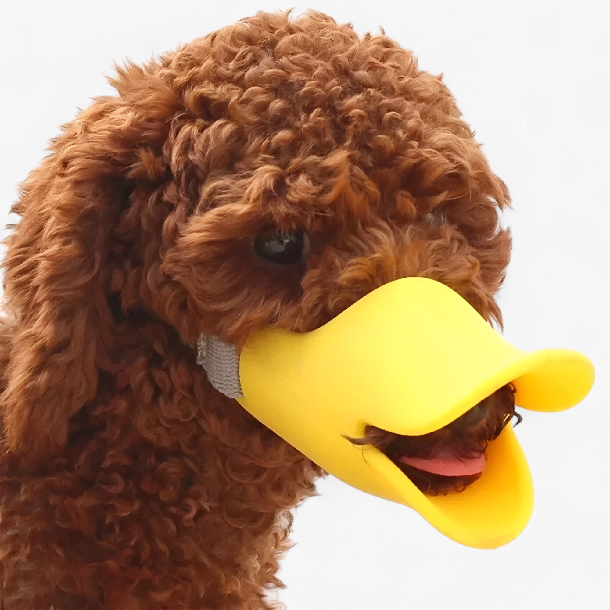 Maschera Anti-Morso e Anti-Abbaio Uomo - - abbaio anti Dog maschera maschera anti morso Pet supplies pets & supplies uomo - Concept Palermo