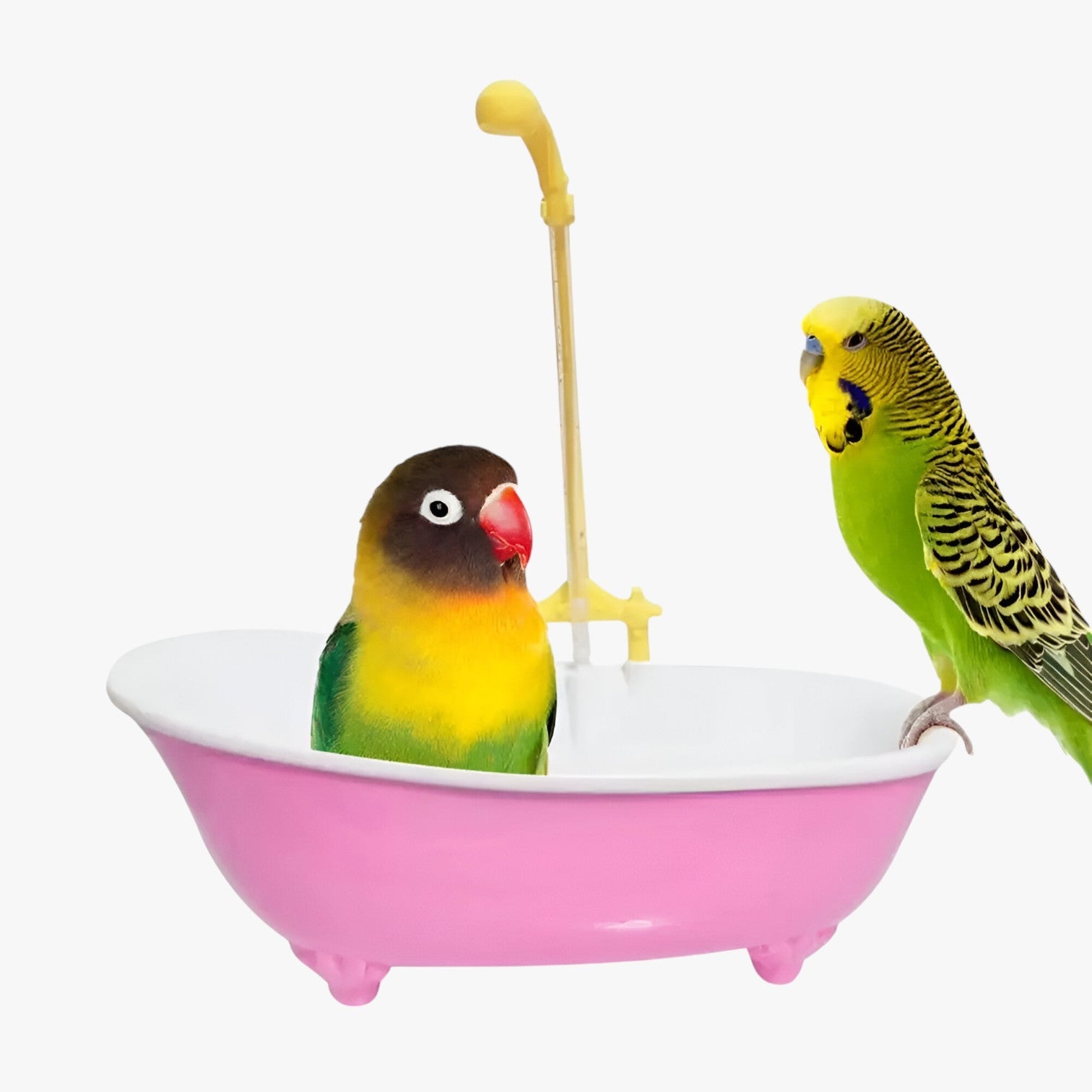 Vasca per uccelli slim e automatica – Fresca, giocosa e senza preoccupazioni per la pulizia - - automatica bird bird bath birdproduct fresca giocosa pet PET SUPPLIES pets & supplies preoccupazioni pulizia slim uccelli - Concept Palermo