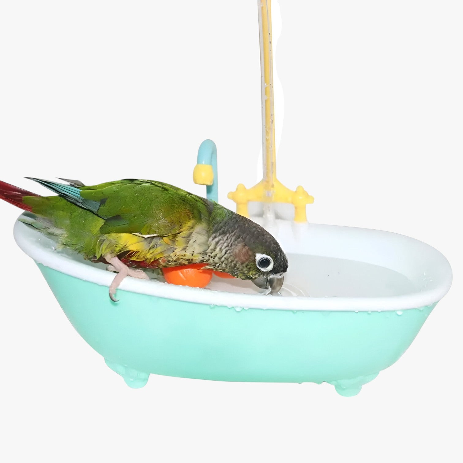 Vasca per uccelli slim e automatica – Fresca, giocosa e senza preoccupazioni per la pulizia - - automatica bird bird bath birdproduct fresca giocosa pet PET SUPPLIES pets & supplies preoccupazioni pulizia slim uccelli - Concept Palermo