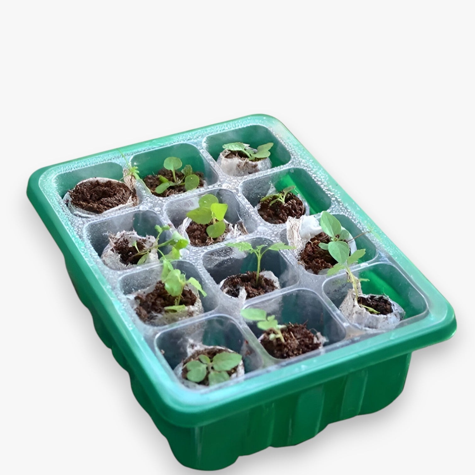 Piastra di partenza con coperchio – per giardinaggio e coltivazione indoor - - coltivazione coperchio giardinaggio home & garden home and garden indoor partenza piastra piastra partenza - Concept Palermo