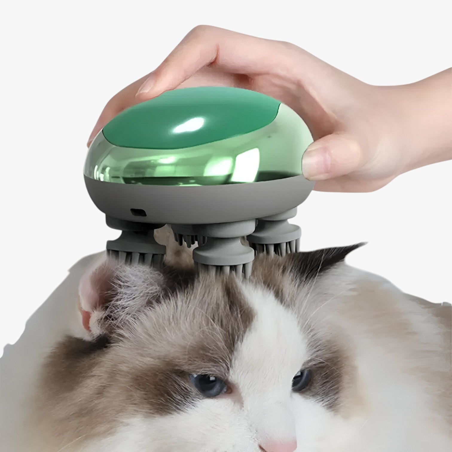 Massaggi Profondi per Gatti e Cani Benessere a Portata di Zampa - - benessere cani gatti massaggi massaggi profondi pet PET SUPPLIES petproduct pets & supplies portata profondi - Concept Palermo