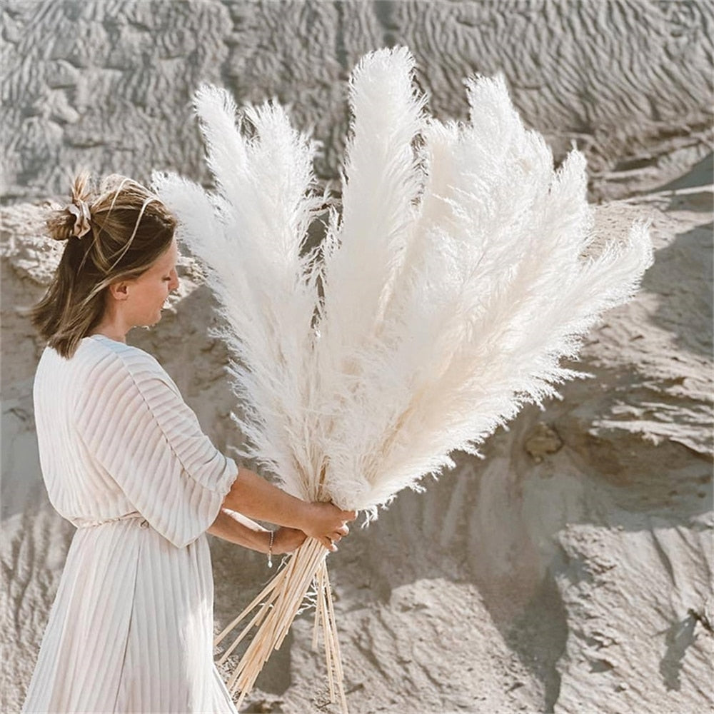 FeatherFawn - Fiori di Pampa Essiccati Naturali Beige 60cm per Decorazioni Casa e Matrimoni - Bianco - Decor essiccati featherfawn fiori home home & garden home decor pampa - Concept Palermo