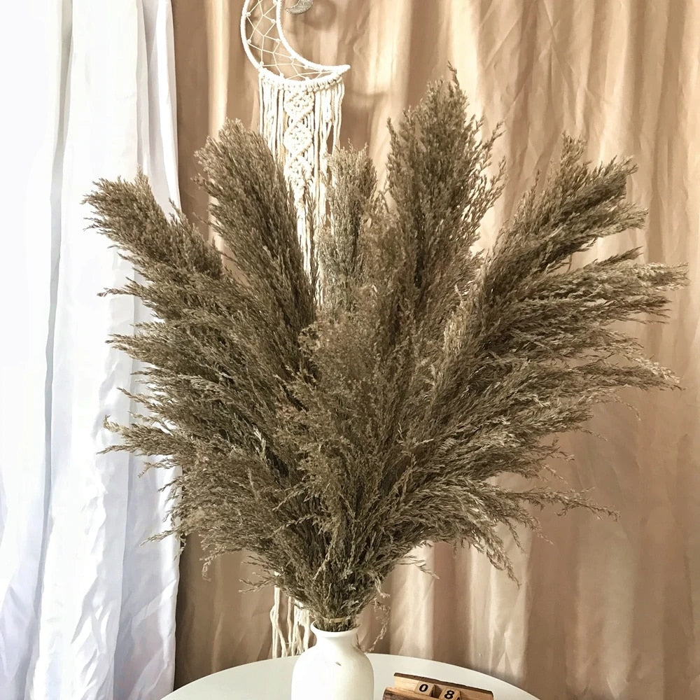 FeatherFawn - Fiori di Pampa Essiccati Naturali Beige 60cm per Decorazioni Casa e Matrimoni - Marrone grigio naturale - Decor essiccati featherfawn fiori home home & garden home decor pampa - Concept Palermo