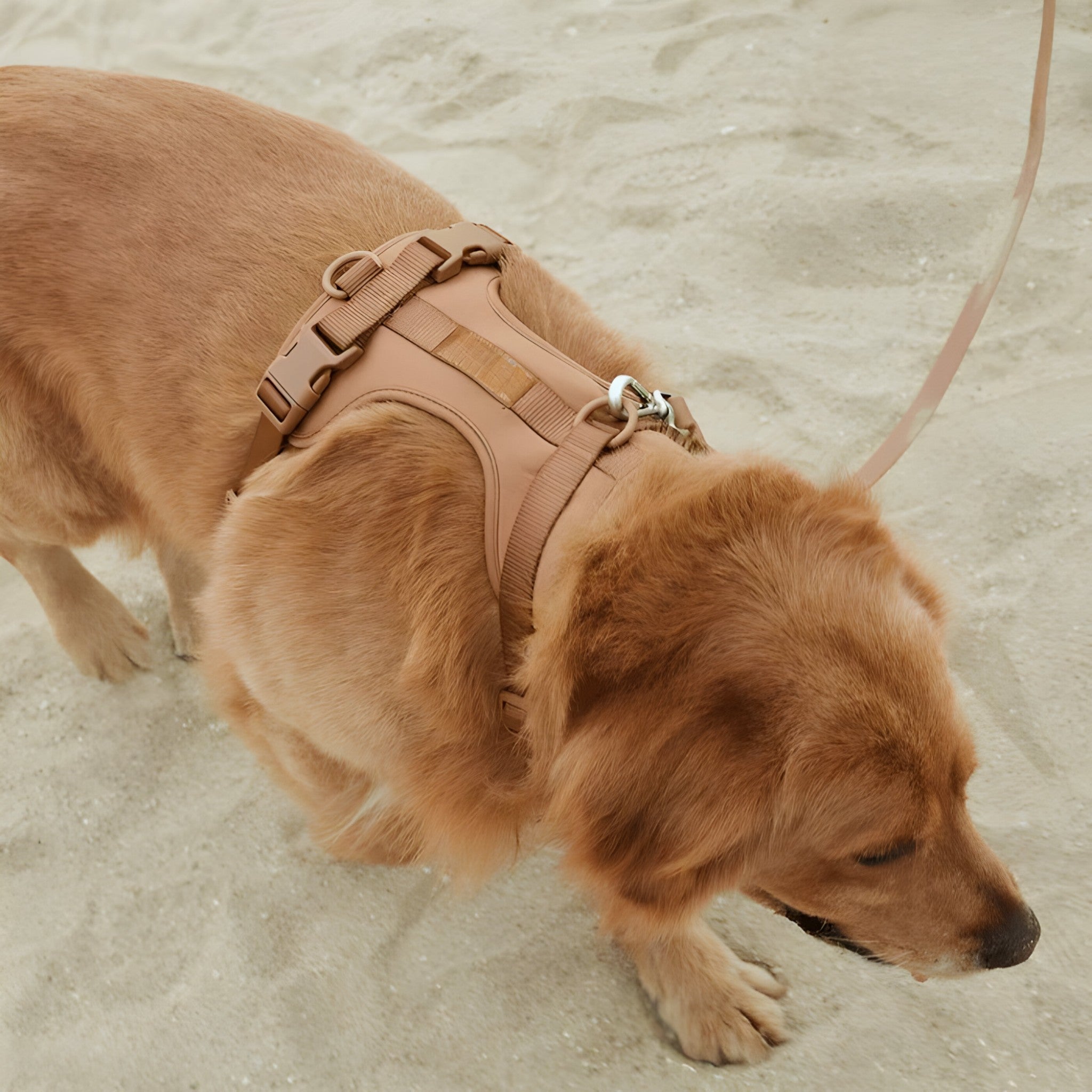 Set imbracatura da passeggio (include cintura e porta sacchetti per escrementi) - - cintura dog harness dog leashes escrementi imbracatura imbracatura passeggio include passeggio pets & supplies porta - Concept Palermo