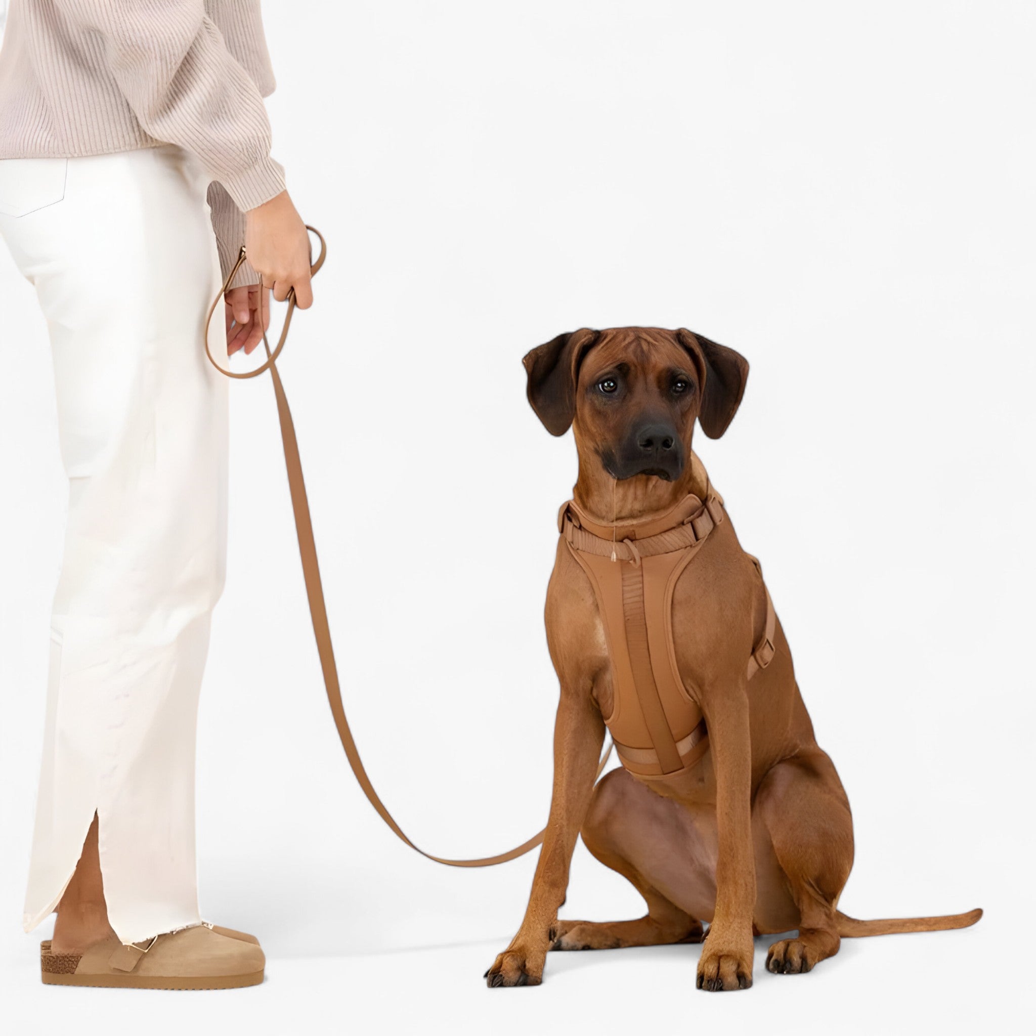 Set imbracatura da passeggio (include cintura e porta sacchetti per escrementi) - - cintura dog harness dog leashes escrementi imbracatura imbracatura passeggio include passeggio pets & supplies porta - Concept Palermo