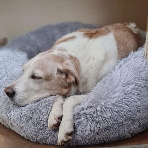 Letto Matrimoniale Moderno con Rete Traspirante, Design Arioso e Rilassante - - 30% korting all arioso Dierenbenodigdheden letto letto arioso new_for_google_may Pets pets & supplies rilassante uomo - Concept Palermo