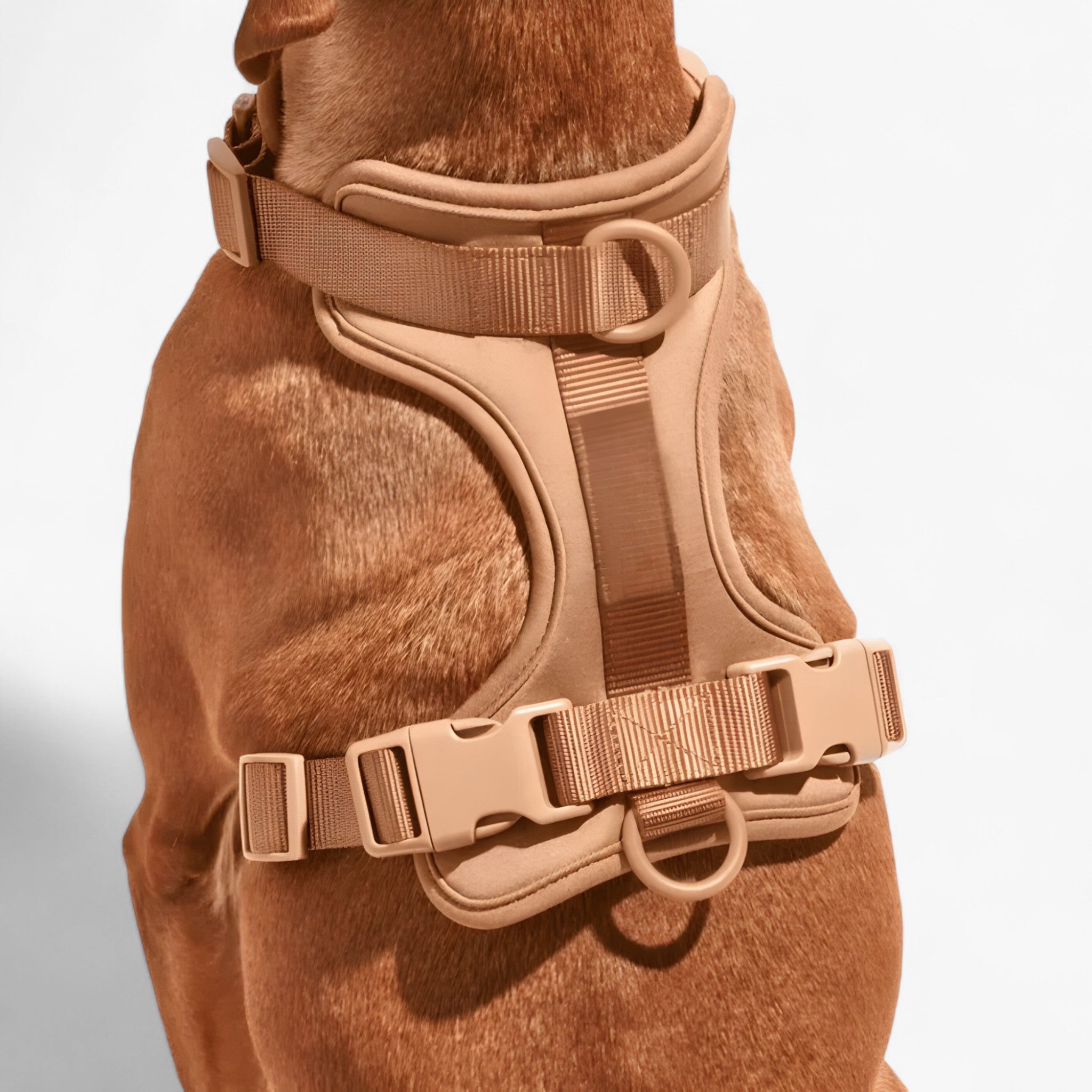 Set imbracatura da passeggio (include cintura e porta sacchetti per escrementi) - - cintura dog harness dog leashes escrementi imbracatura imbracatura passeggio include passeggio pets & supplies porta - Concept Palermo