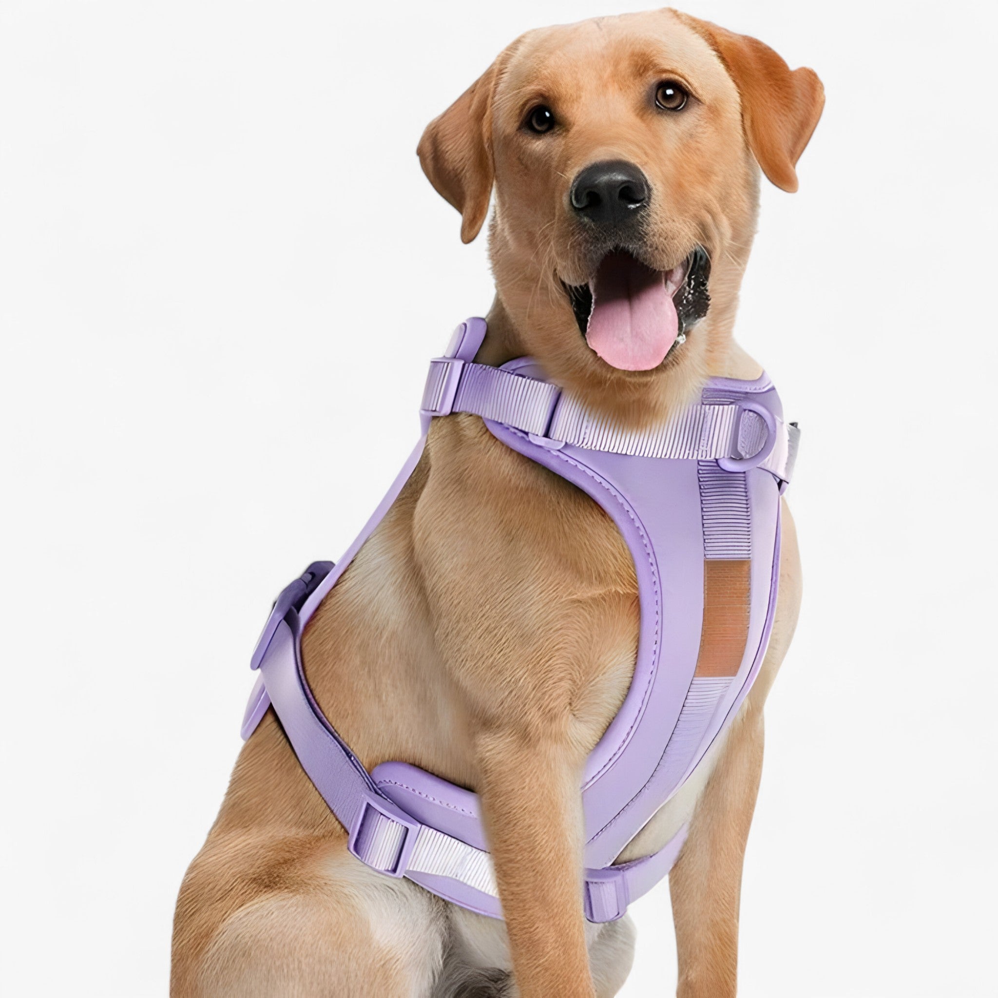Set imbracatura da passeggio (include cintura e porta sacchetti per escrementi) - Violetto - cintura dog harness dog leashes escrementi imbracatura imbracatura passeggio include passeggio pets & supplies porta - Concept Palermo