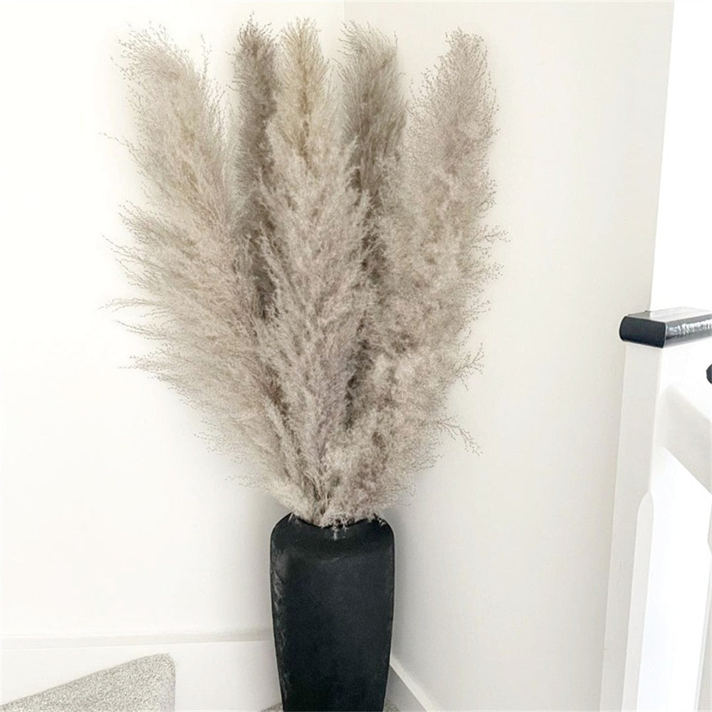 FeatherFawn - Fiori di Pampa Essiccati Naturali Beige 60cm per Decorazioni Casa e Matrimoni - Grigio naturale - Decor essiccati featherfawn fiori home home & garden home decor pampa - Concept Palermo