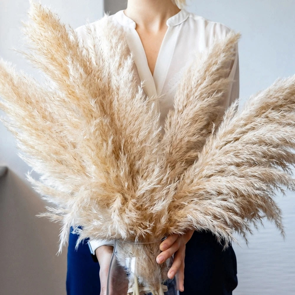 FeatherFawn - Fiori di Pampa Essiccati Naturali Beige 60cm per Decorazioni Casa e Matrimoni - - Decor essiccati featherfawn fiori home home & garden home decor pampa - Concept Palermo