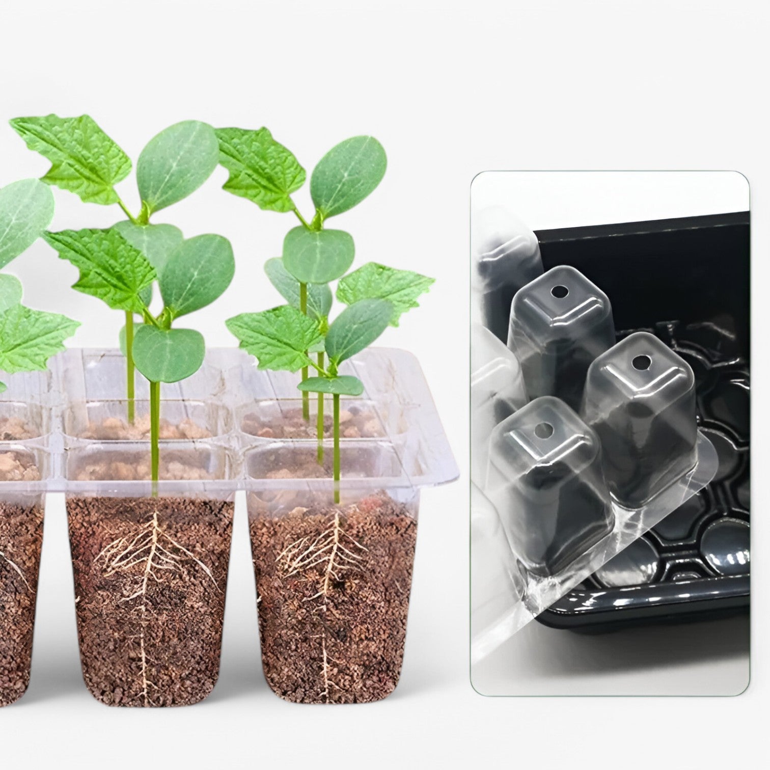 Piastra di partenza con coperchio – per giardinaggio e coltivazione indoor - - coltivazione coperchio giardinaggio home & garden home and garden indoor partenza piastra piastra partenza - Concept Palermo