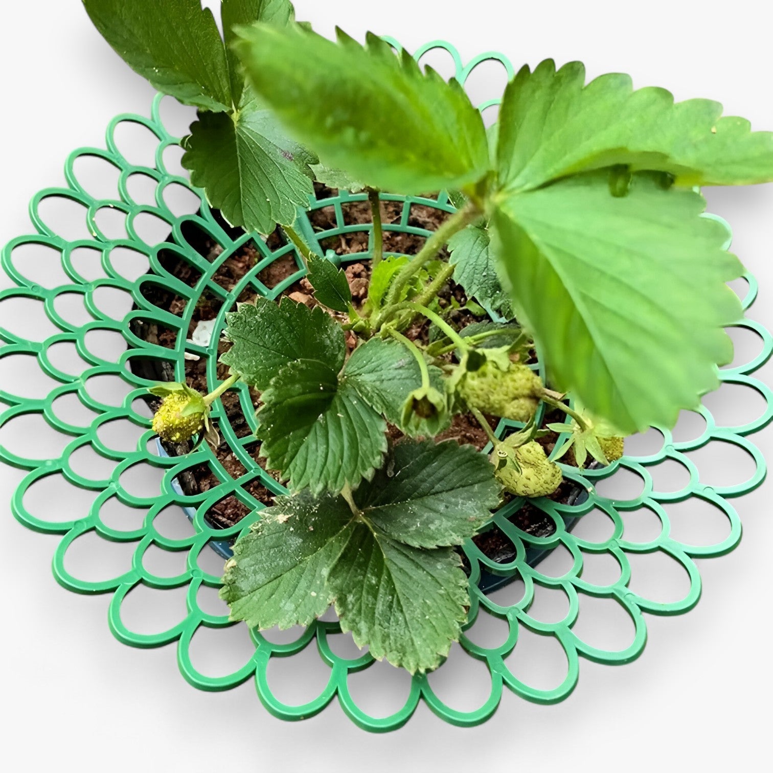 Supporti per piante di fragola per una crescita sana Uomo - - crescita fragola garden Garden accessories Garden supplies Home & Garden piante sana supporti supporti piante uomo - Concept Palermo
