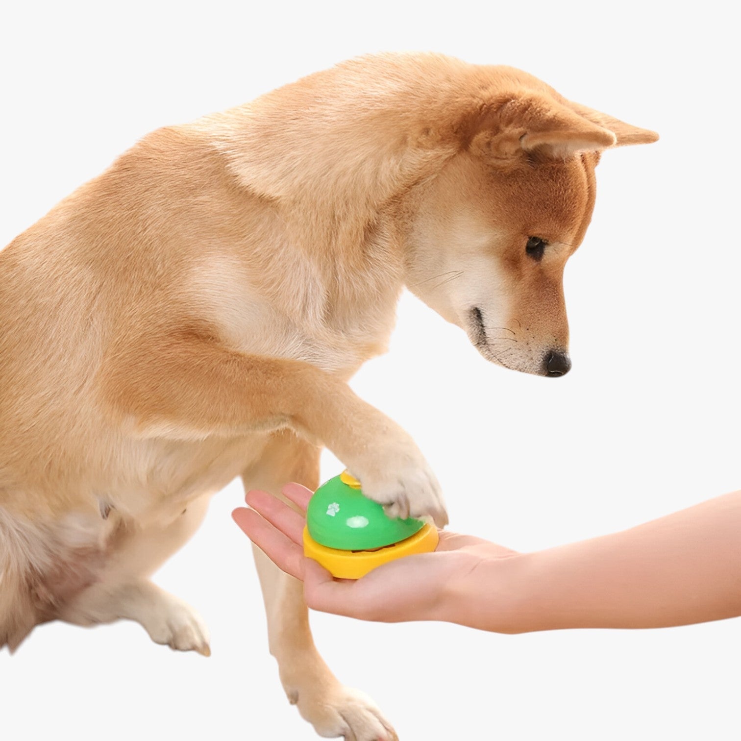 Allenatore per Animali Domestici Promemoria di Ora di Pasti & Divertimento Interattivo - - allenatore allenatore animali animali animali domestici divertimento domestici interattivo pasti pets & supplies - Concept Palermo