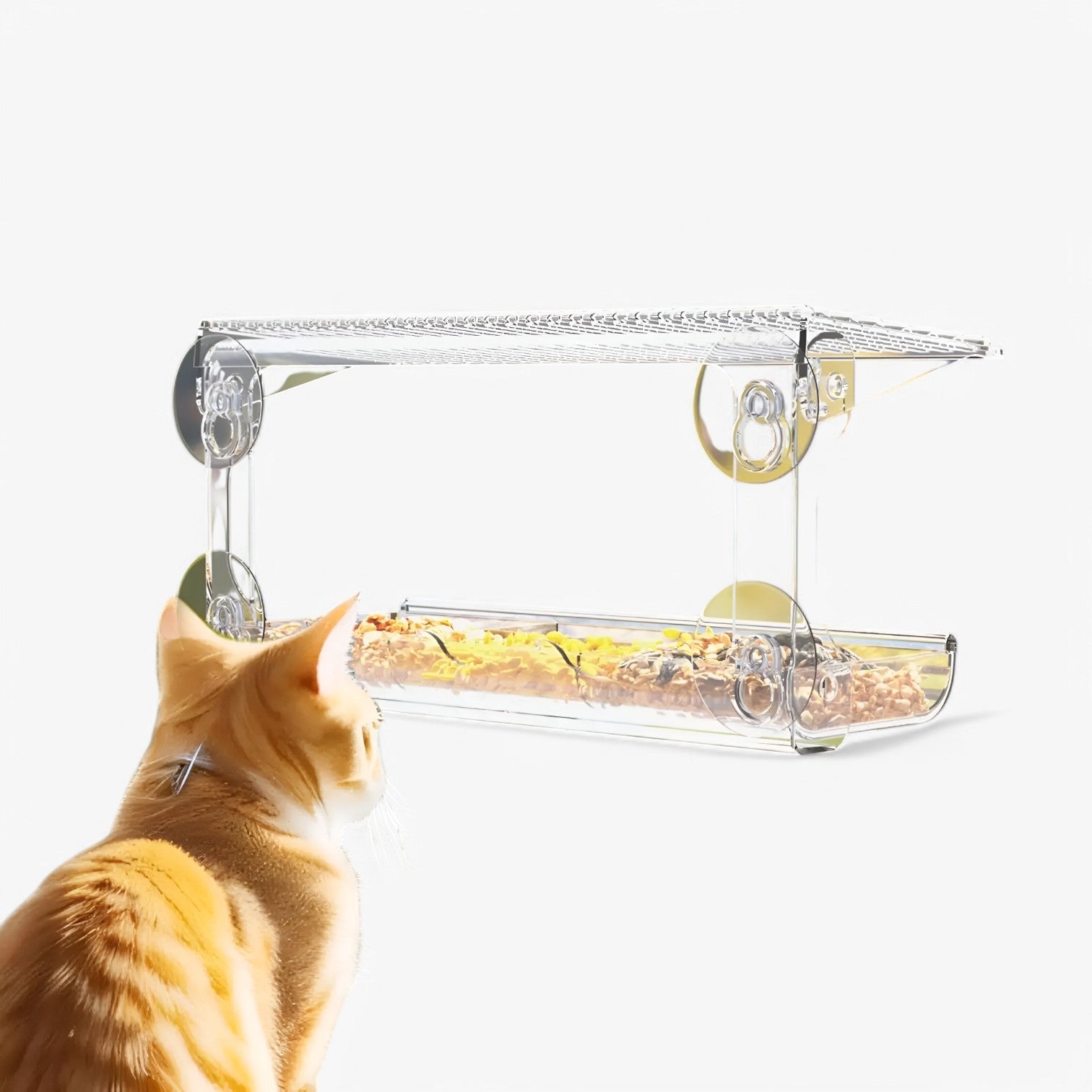 Casetta per uccelli trasparente – Goditi i uccelli da vicino nel tuo giardino Oro - - bird bird feeder birdproduct casetta casetta uccelli giardino goditi pet PET SUPPLIES pets & supplies trasparente uccelli vicino - Concept Palermo