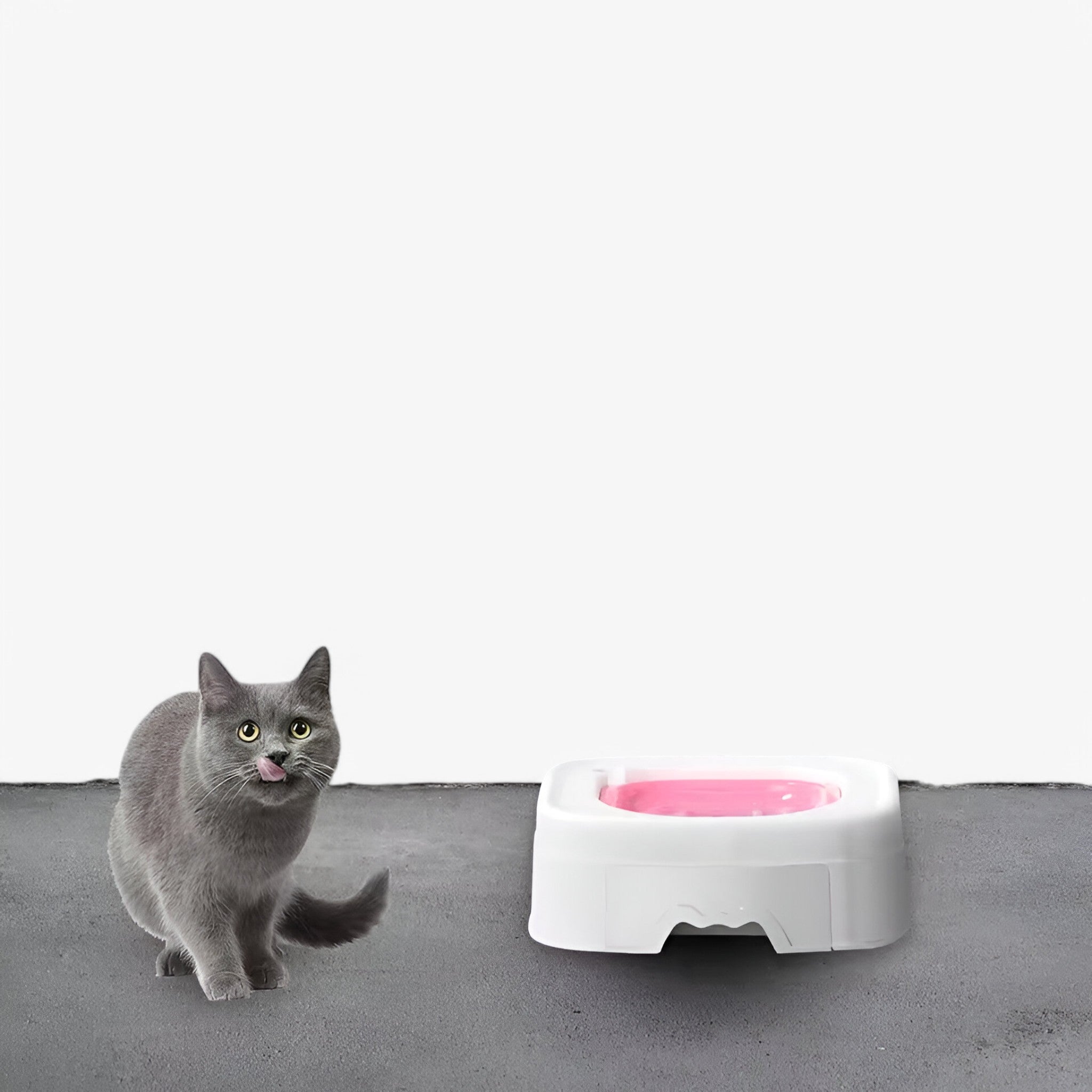 Set di addestramento per la toilette Kat Uomo - - addestramento addestramento toilette huisdieren katten pets & supplies toilette uomo - Concept Palermo