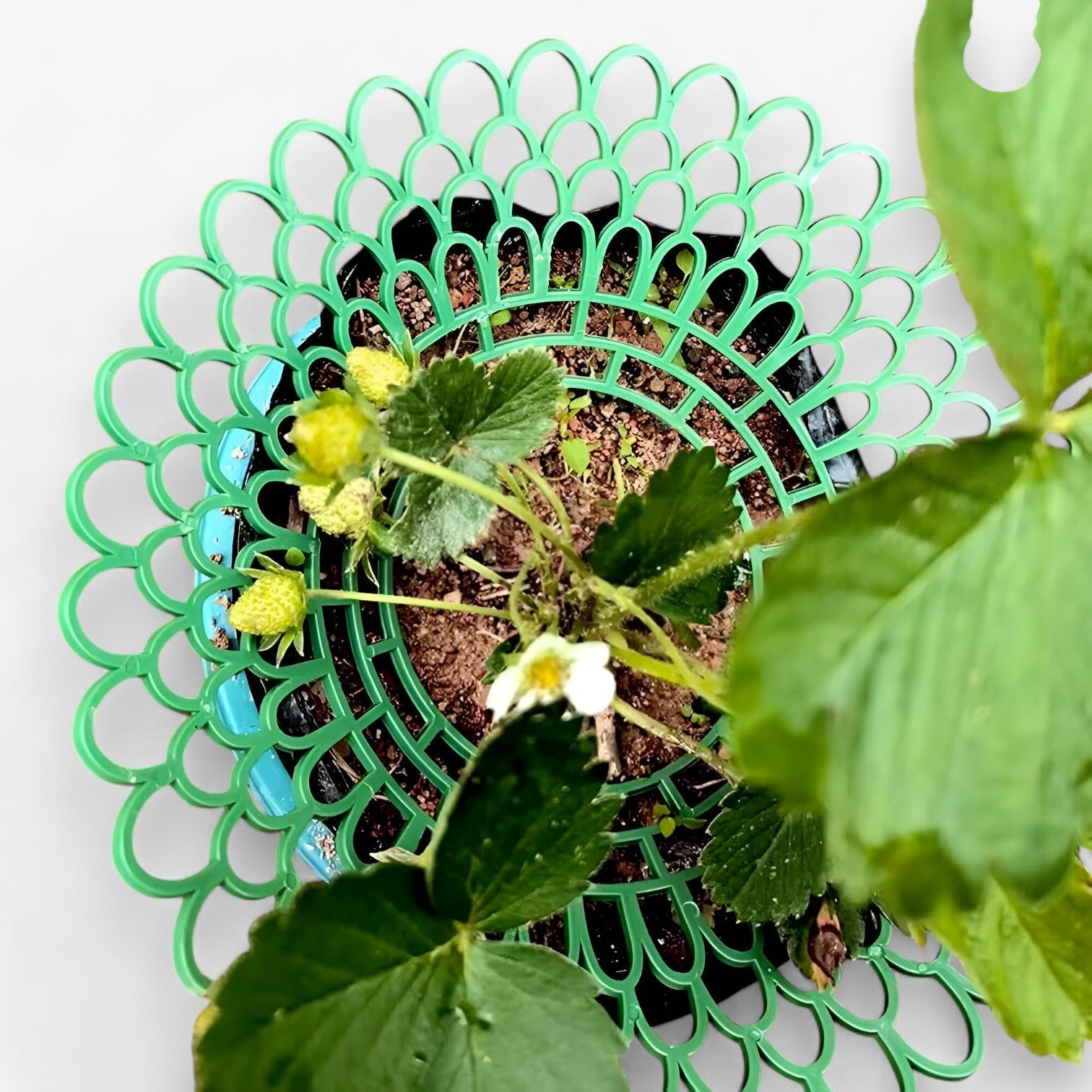 Supporti per piante di fragola per una crescita sana Uomo - - crescita fragola garden Garden accessories Garden supplies Home & Garden piante sana supporti supporti piante uomo - Concept Palermo