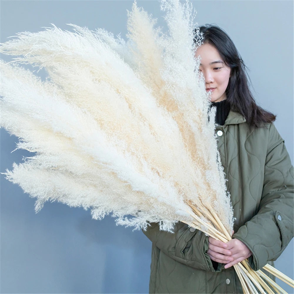 FeatherFawn - Fiori di Pampa Essiccati Naturali Beige 60cm per Decorazioni Casa e Matrimoni - - Decor essiccati featherfawn fiori home home & garden home decor pampa - Concept Palermo