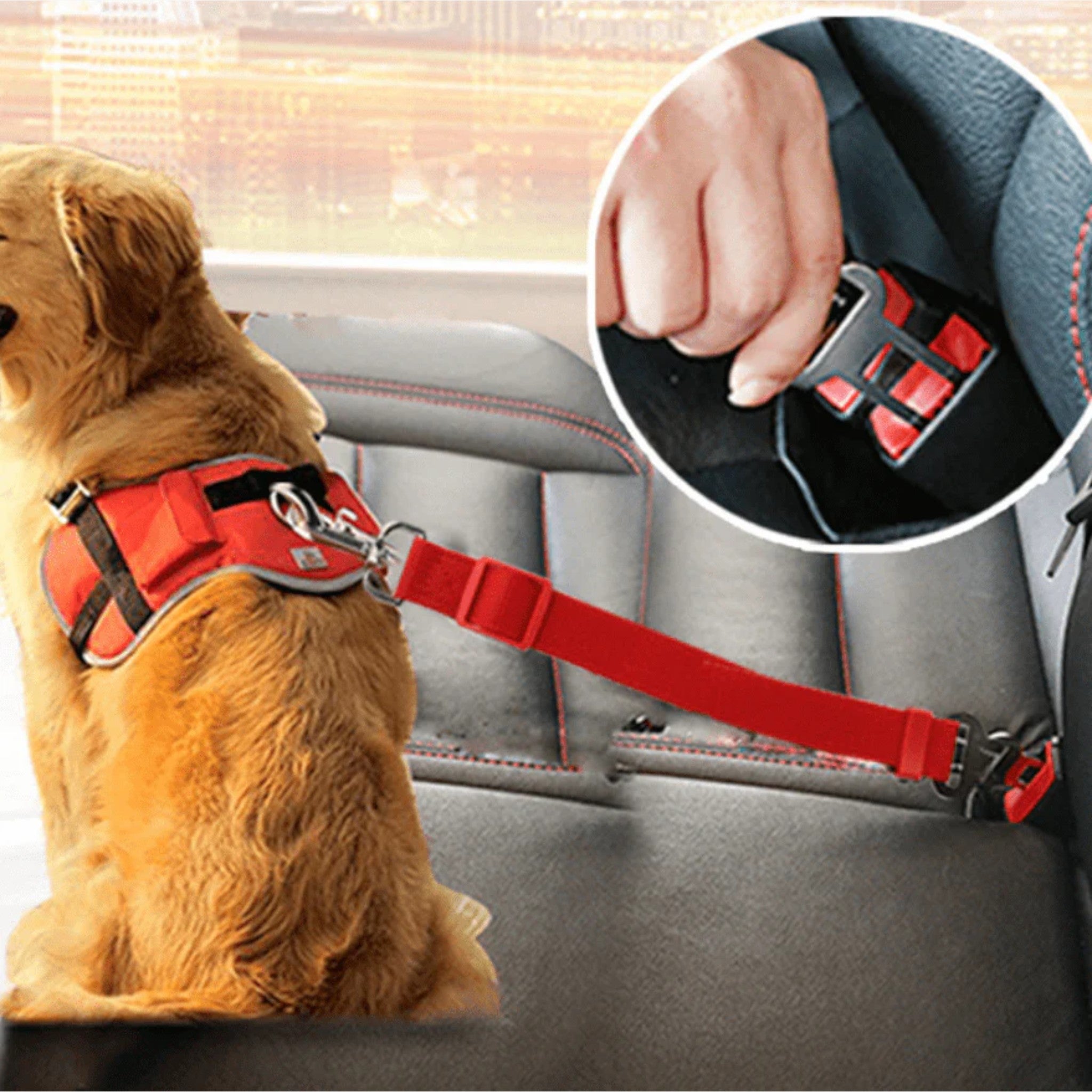 Cintura di sicurezza per cani Anche il tuo quadrupede ora si trova al sicuro in auto Uomo - - auto cani car seatbelt cintura cintura sicurezza dog car seatbelt pets & supplies quadrupede sicurezza sicuro - Concept Palermo